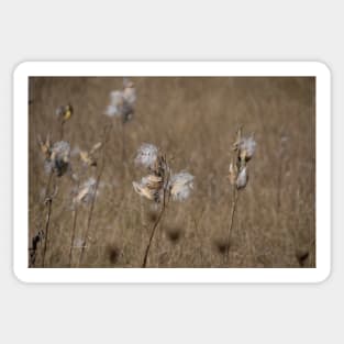 Milkweed seedheads Sticker